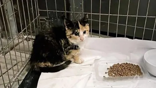 Deux chatons retrouvés à l’intérieur d’une benne dans une...